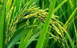 paddy