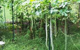 vegetables