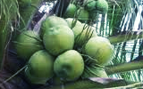 coconut