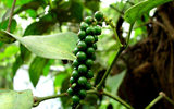 spice gardens