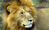 wildlife and safari
